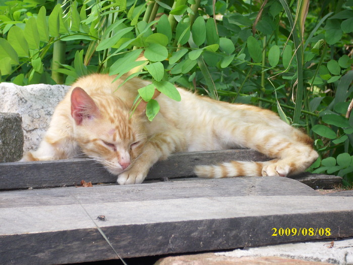 DSCI0724 - pisici si catelusa Boggy