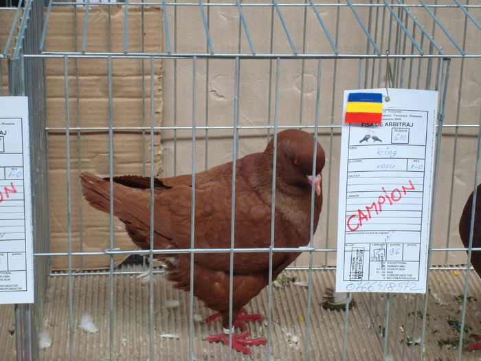 DSC04860 - Campioni de toate rasele la Expo Fauna Banatului 2009 Timisoara