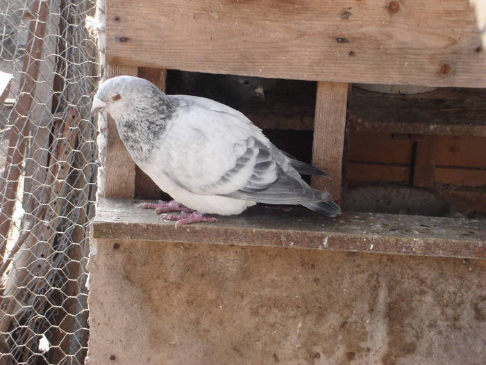 86 - E Porumbei Voiajor Standard Vechi