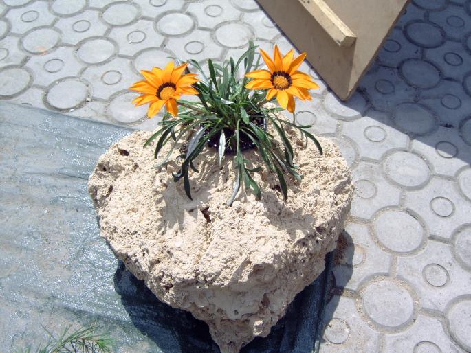 DSC00026 - Expozitie flori Timisoara  luna Mai 2008