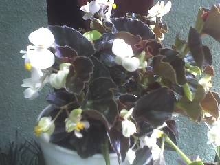 BEGONIA