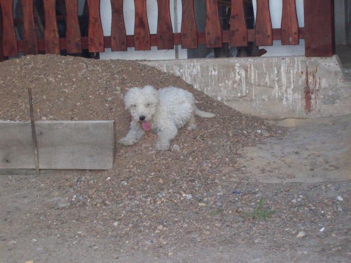 PRAKTIKA KEPEK 732 - KOMONDOR