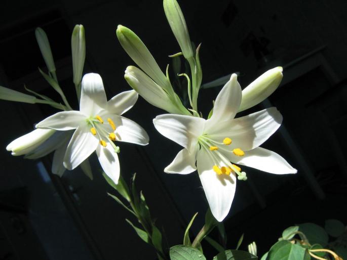 IMG_2247 - flowers