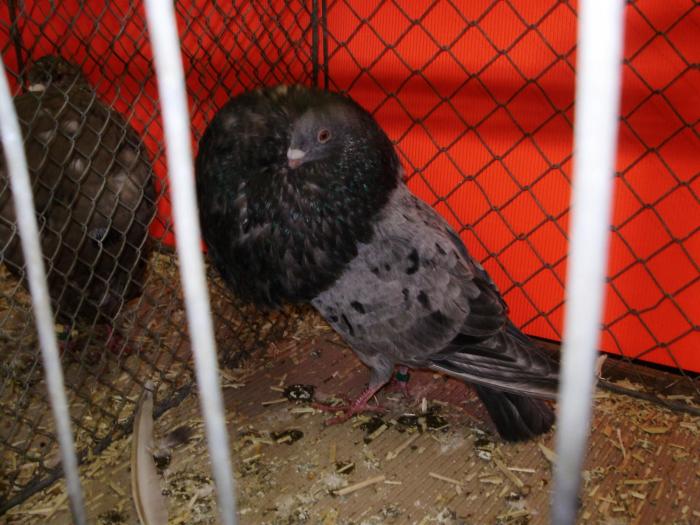 00640 gaditano qualm 1