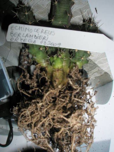 Echinocereus berlandieri - RADACINI de cactus