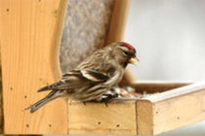 QZZBKMMGCMQJJNMBVIB - PASARELE O VECHE PASIUNE