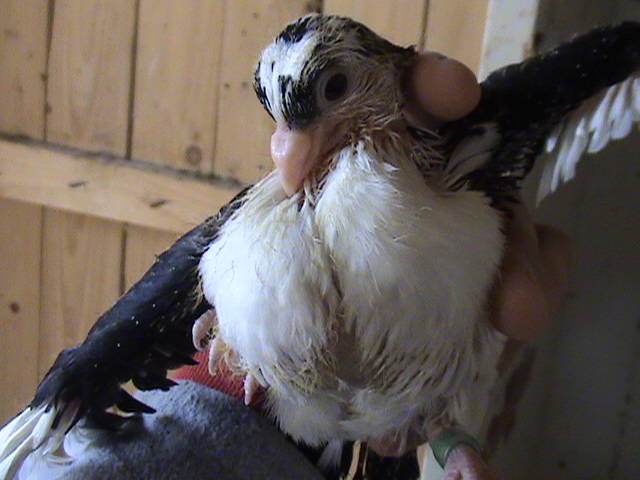 pui2009