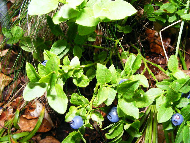 DSCF2992 - Suior Poiana Mlejnita Varful Secatura Creasta Cocosului  din Muntii Guta