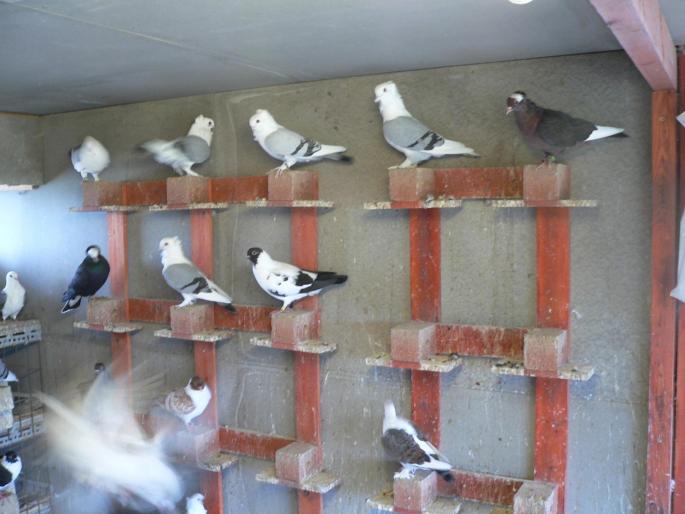 FILE0123 - 1729 Arpad Cseplo