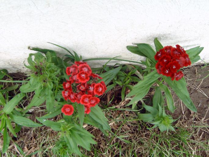 garofite - Plantele mele de terasa si exterior