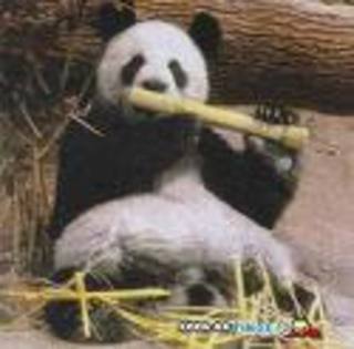 5677n - ursuleti panda