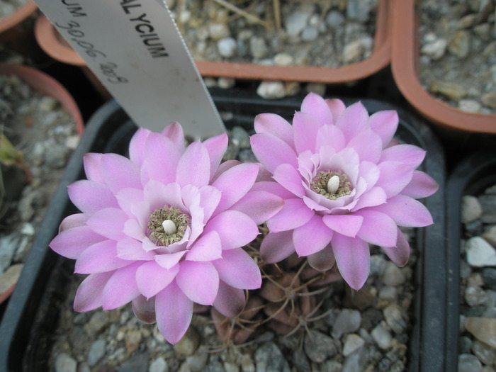 Gymnocalycium damsii v. rotundulum - 28.08