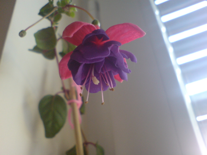 Fuchsia