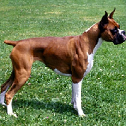 boxer-001 - Catelusi si multe alte animale