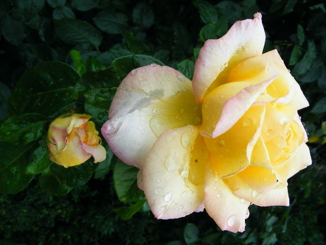 DSCF2124 - Trandafirii nostrii