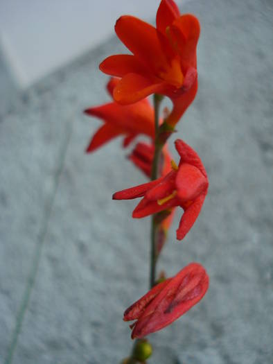 Crocosmia_Montbretia (2009, Aug.05) - 08 Garden in August