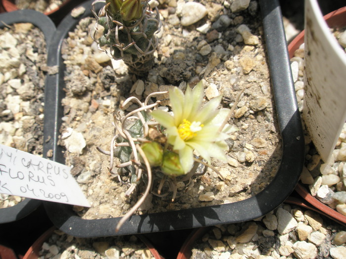 Turbinicarpus flaviflorus - 16.08