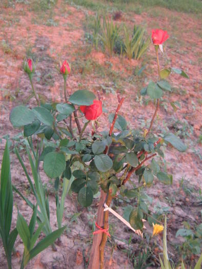 flori 201