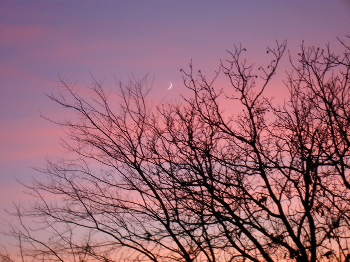 luna printre crengile nucului