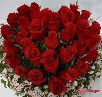 d7435eb4_0050000947002_00_600 - Trandafiri