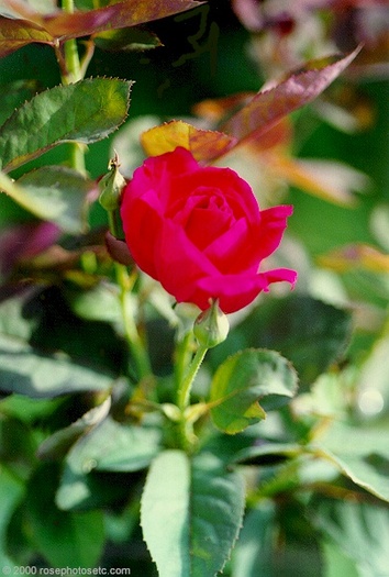 Rose057