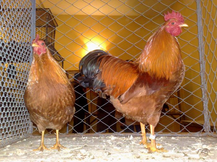 2009-02-14_11-02-04_140220091108