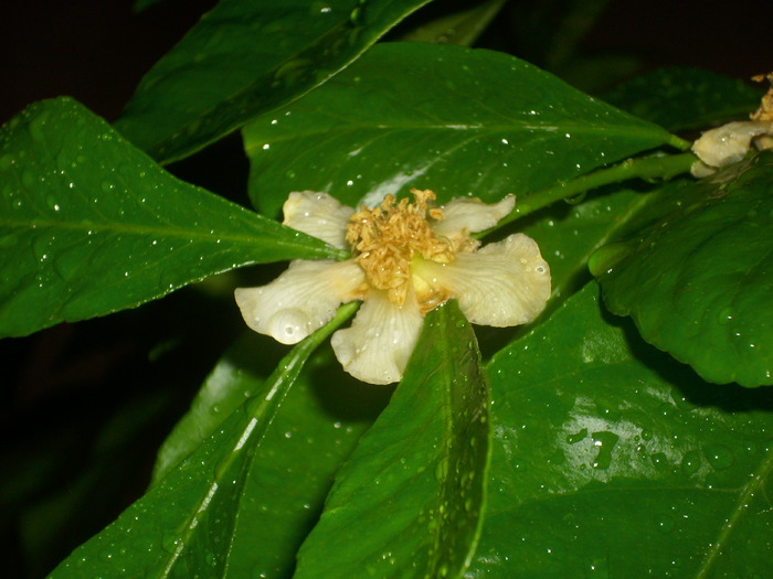 DSCI0159 - flori de kiwi