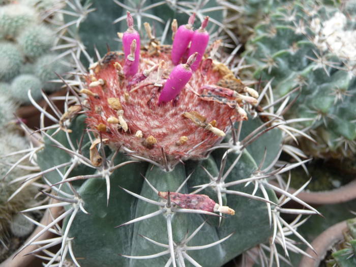 P1010254 - Intalniri cu colectionari de cactusi