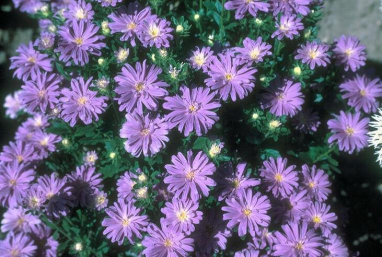 PLAN0077 - plante