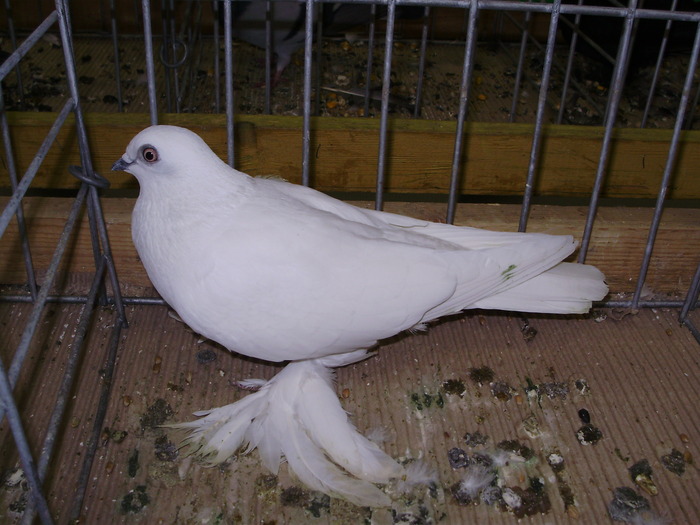 12335 somborsky hfl 1