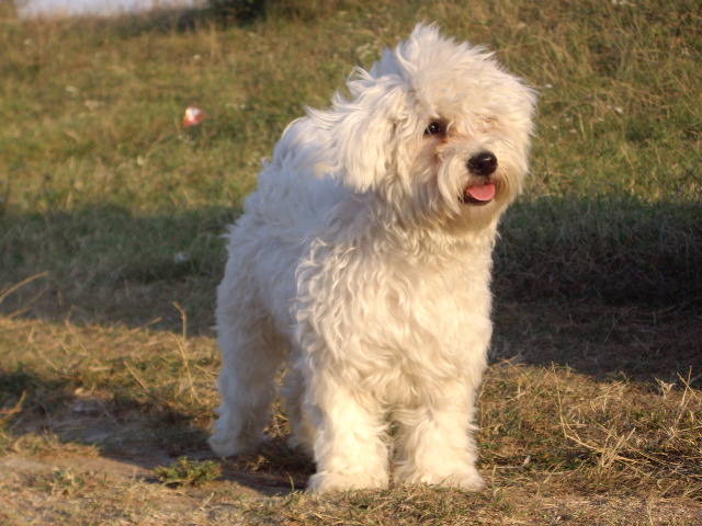 Bichon Havanese - Bichon Havanese