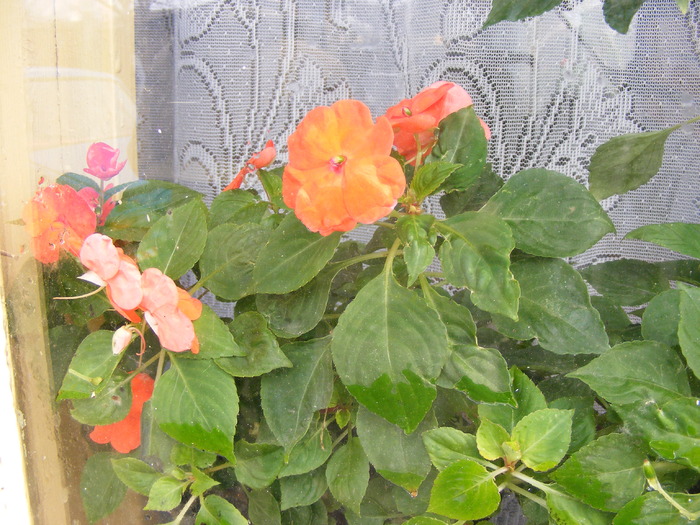 IMPATIENS