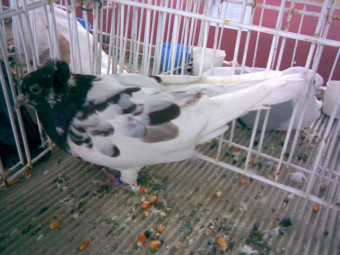 szeged p 1 - 1503 partea 2