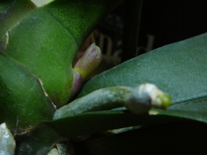 Tija  Phalaenopsis; Tija  Phalaenopsis
