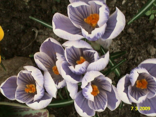 DSC00252 - crocus - branduse