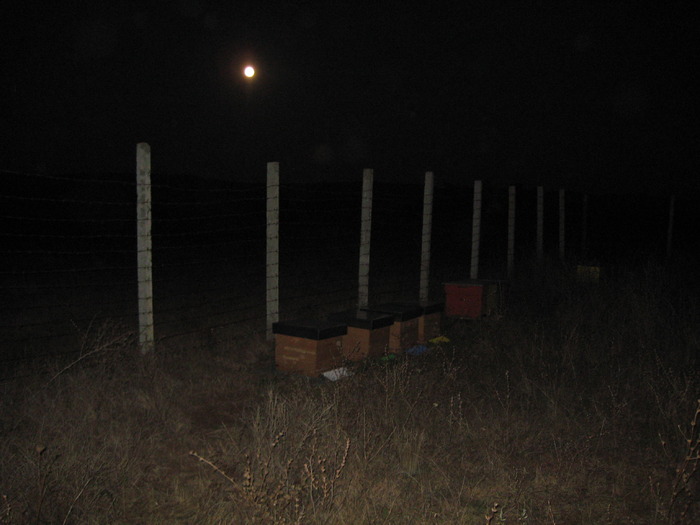 IMG_0184 - Stupina personala in 2009