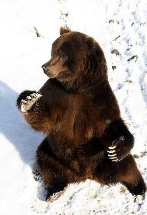 poze-hibernat-ursi-amuzante-haioase - poze cu ursuleti