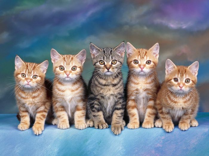 Tabby Kittens - Desktop Pisici