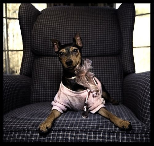 nice-puppy-in-special-clothes