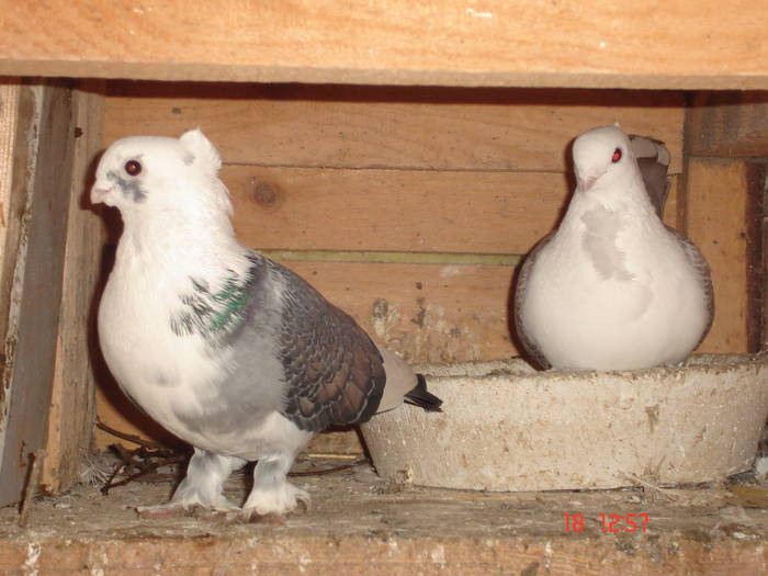 94 - C Porumbei Blueti si Satineti Vechi