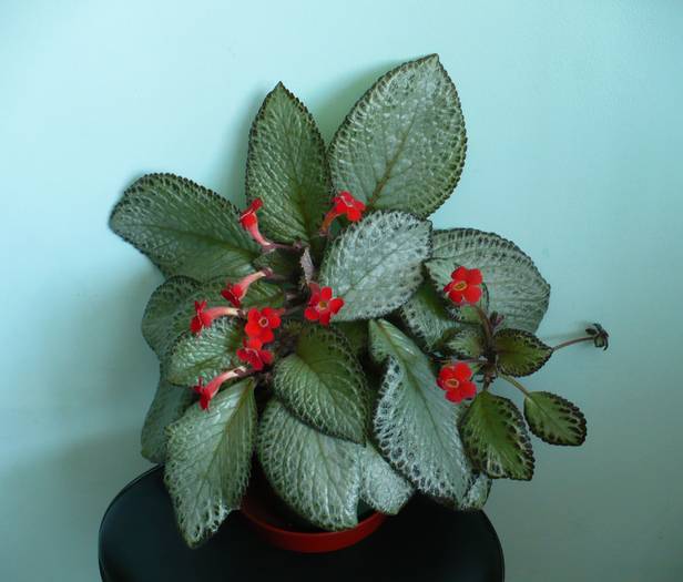 episcia cupreata