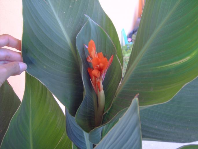 floare canna - Plantele mele de terasa si exterior