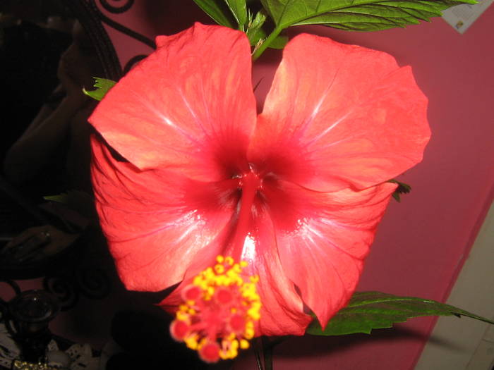 IMG_2193; hibi rosu
