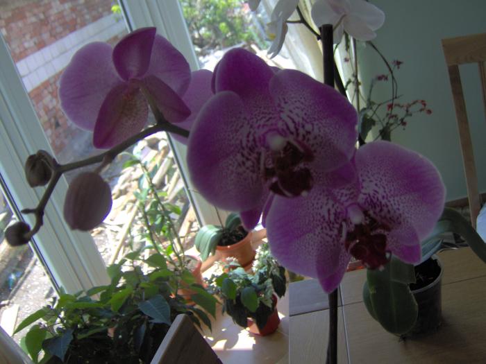 phalenopsis - orhidee