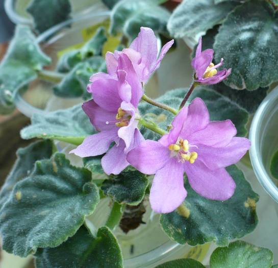 P1150296 - Saintpaulia - violete de camera