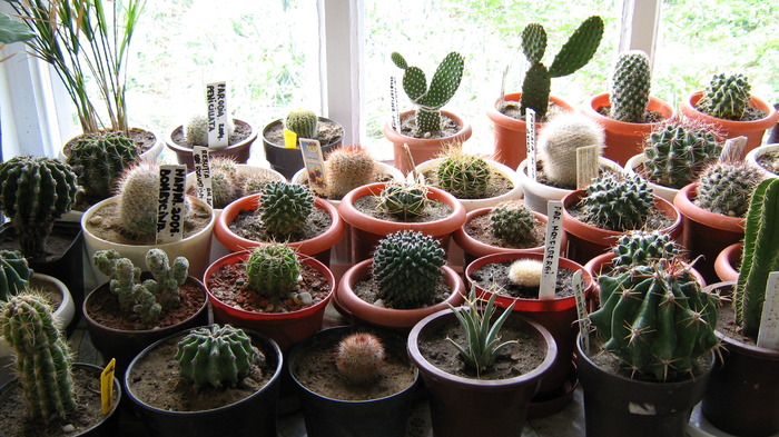 Picture 104 - cactusii mei