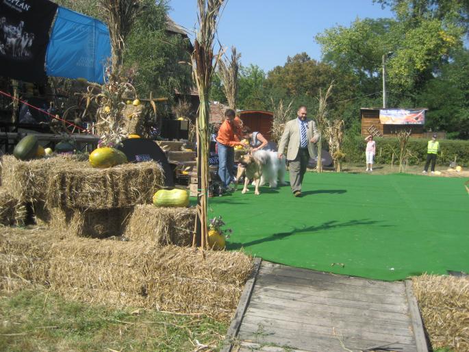 IMG_3299 - EXPO Tg Mures 2008