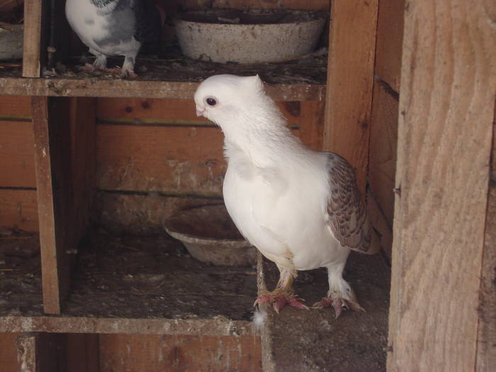27 - C Porumbei Blueti si Satineti Vechi