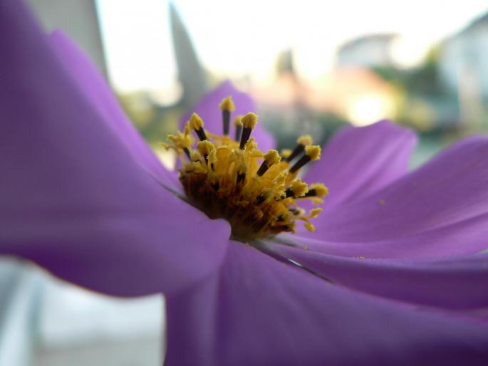 P1010212 - 2008 florii