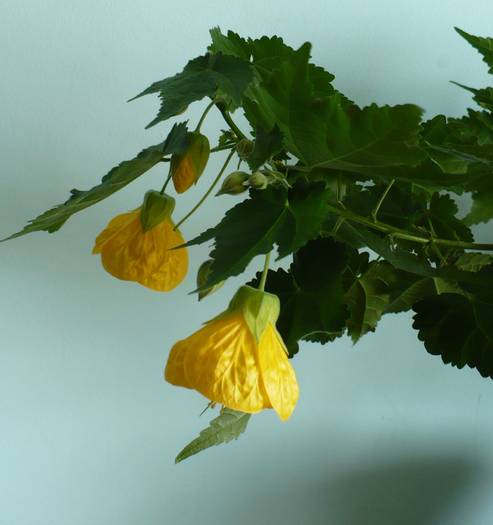 P1090405 - ABUTILONI